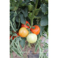 Suntoday determinó la plantación de nombres científicos de híbridos vegetales F1 semillas de tomate chino (22021)